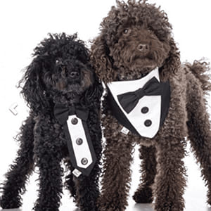 mini smoking per cani con papillon